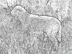 avių Spausdinami Spalvinimo Puslapiai